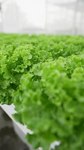 Olmetie Batavia Lettuce — grown the Katanim way! Katanim Protocol ✔️ Nutrient Solution: KISS PLUS ✔️ NFT Setup: Insulated by Mega Packaging Corporation ✔️ Foliar: KFF for stronger, healthier leaves ✔️ Maintenance: Katanim Plant Wash to keep pests away — 100% plant-based No guesswork 1.2EC – 6.1 pH Grow clean. Grow smart. Grow Olmetie. Available at the Katanim Store Shopee: https://s.shopee.ph/xoWdabH0 Lazada: https://s.lazada.com.ph/s.IvJxu Love Love #Katanim #NFTInsulator #KISSPLUS #KFF #PlantW