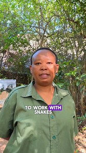 Meet Njeri, AKA Mama Nyoka! Njeri's dedication to educating and raising awareness about the significance of snakes is truly inspiring. With a dream to be a renowned and respected snake handler in Kenya, she brings unparalleled enthusiasm and expertise to Watamu Snake Farm. Njeri grew up with snakes at her father's snake park in Naivasha, which paved the way for her remarkable journey. It was destiny when Njeri's father connected with Royjan, who recognised her affinity with snakes. She is a huge