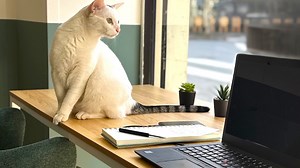 Ce coworking parisien vous permet de travailler aux côtés de chats à adopter