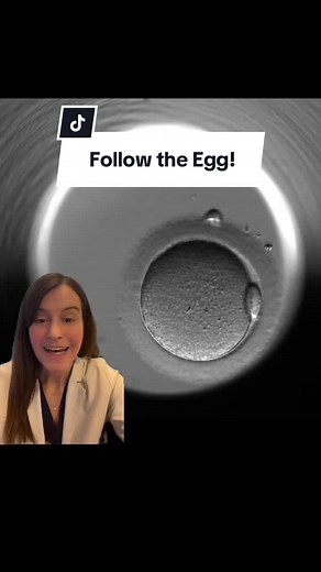 Egg's Journey at a New York Fertility Clinic