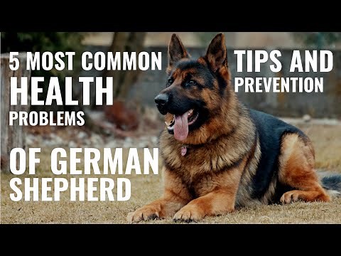 5 Most Common Health Problems Of German Shepherd | German Shepherd Health problem Prevention