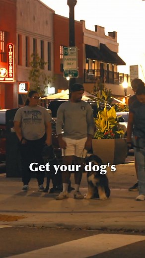 Downtown Lakeland dog training in action 🐾 — our group class practices real-world obedience by having every dog sit, hold the position, and focus before crossing the street. This builds calm confidence, impulse control, and handler trust. 💪 If you want a well-behaved dog that listens anywhere — not just at home — join our Lakeland obedience and socialization classes! We focus on structure, focus, and calm leadership so your dog learns to follow your lead in any environment. 🐕‍🦺 📍Lakeland, F