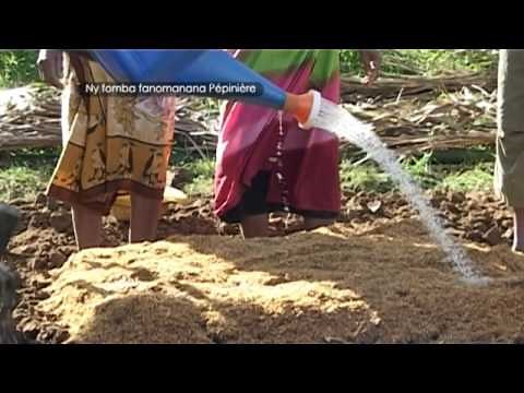 Technique de culture de l'igname