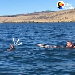 Family finds a fawn in the middle of a river 💙 | The Dodo