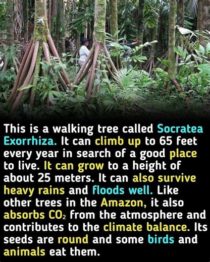 Socratea Exorrhiza: The Walking Tree #facts #motivation #education