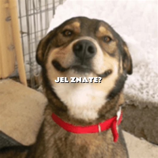 Samo šala! #partizan #mbpivo #football #footballhome #fyp #viral