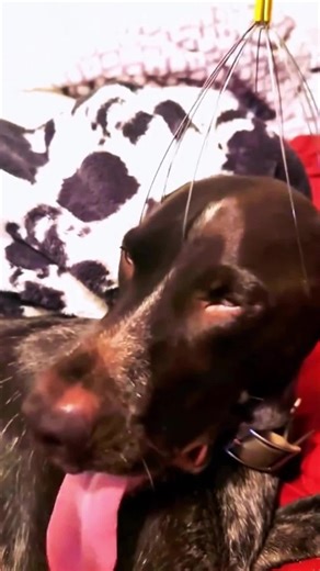 Hilarious Dog Facial Expressions You Can't Miss