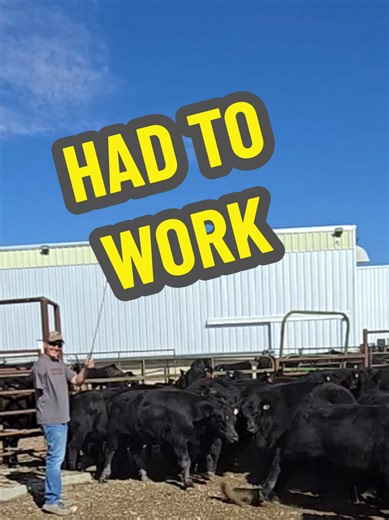 A Day Working Hard on the Farm