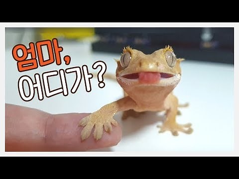손잡고 걷는 도마뱀 만들기!! [크레스티드게코 키우기]