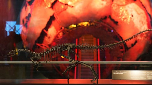 Meet Enigmacursor: New dinosaur species unveiled in London