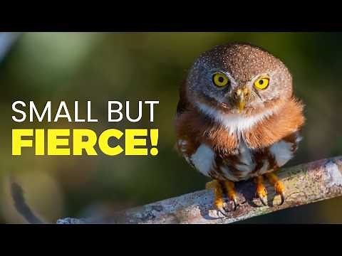 Meet the 10 Smallest Owls with the Most Surprising Personalities! (With Real Calls)