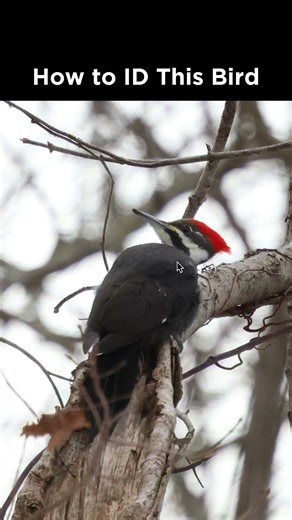 Can you identify this woodpecker?