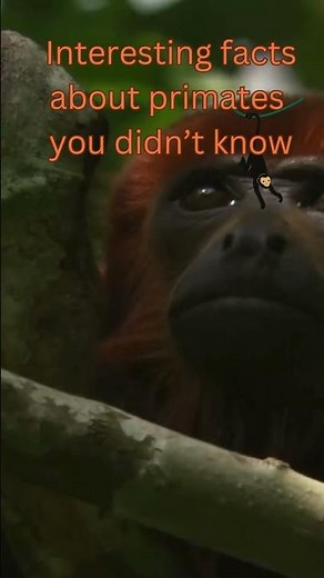 Interesting Facts About Primates You Didn't Know #wildlife #animals #documentarychannel🐒