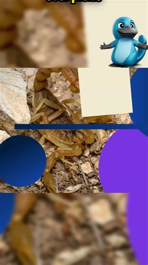 🦂 TOP 5 Most Venomous Scorpions in the World… One Could Be in Your Home | Deadliest Animals