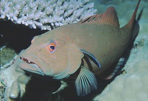 Common Coral Trout, Plectropomus leopardus (Lacépède, 1802)