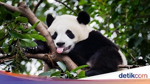 Panda Tertua Jepang Sakit, Batal Pulang Kampung ke China