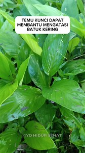 90K views · 705 reactions | Cara Membuat Jamu Temu Kunci Bahan: -300...