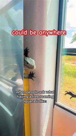 Never know where you may find them #reptiles #iguana