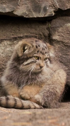 Adorable Pallas's Cat Kitten Learning to Play with Tail