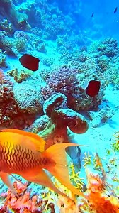 104K views · 5.5K reactions | The amazing octopus  | I Love The Ocean | Facebook