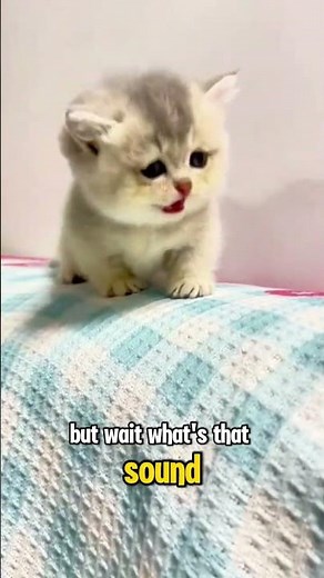 Adorable Kitten Meows! Cute Cat Sounds Compilation