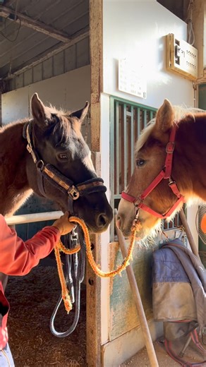 【KRC 乗馬クラブ】公式Instagram on Instagram: "甘えん坊な兄と映りたがりの弟みたい🐴 KRC乗馬クラブでは、様々な場面に応じて馬の貸し出しも行っております。 ・CM/PV撮影 ・お祭りなどのイベント ・ウエディングフォトの撮影 ・その他 ご要望（要相談） まずは、お気軽にお問い合わせください。 #馬#うま#ウマ#サラブレッド #ポニー#群馬県#太田市 #KRC #乗馬クラブ #乗馬#乗馬体験 #初心者歓迎#馬好き#馬術 #ブリティッシュ #ウエスタン #うまじょ#うますたぐらむ #会員募集中#馬主#馬主募集中 #猫#ASMR#咀嚼音 #horse #horselover #horseriding #dressage #western #nosetapechallenge"