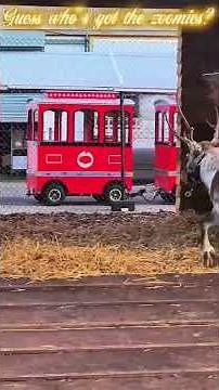 Fresh from the North Pole - our reindeer have arrived!