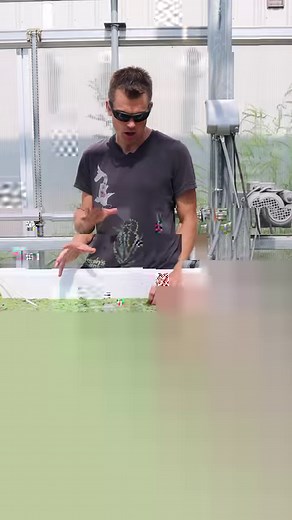 How to make RED ROOT FLOATERS MORE RED! Grab yourself some of this FIRE floating aquarium plant while we have it in stock! Shop Now! TANK ON! https://dustinsfishtanks.com/products/red-root-floater-wow-floating-plant-phyllanthus-fluitans . . . . . #dustinsfishtanks #tankon #aquarium #aquariums #aquascape #aquascaping #aquariumplants #scape #aquariumhobby #fishtank #freshwateraquarium #plants #plantlife #planted #plantedtank #plantedaquarium #aquascape #aquaticplants #love #loveit | Dustin's Fisht