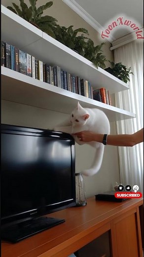 5 epic cat fail movement catch on camera! #Chats #Fails #Drôle