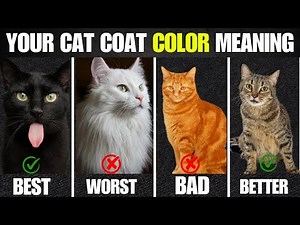 Every Cat Color & Pattern Explained (Complete Guide)