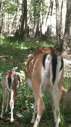 Fallow deer with calf