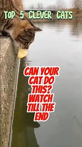 Top 5 Clever Cat Caught on Camera #funnycats #cat #clevercats