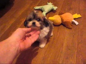 Shichon Zuchon Teddy Bear puppies in Michigan and Illinois puppies for sale