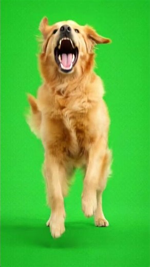 Dog Barking Sound Effect (Green Screen) 🐶 Real Dog Bark SFX