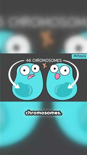 Why the Math of Cell Division Seems Impossible