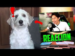Fernanfloo REACTS to CURLY PLAYING Five Nights at Freddy's 2 LIVE