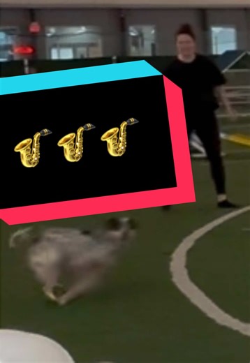 Challenges and Triumphs at Agility Trials