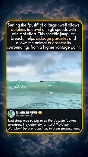 WHY DOLPHINS SURF MASSIVE WAVES