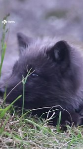 Five Arctic fox cubs have been born at the Highland Wildlife Park. https://i.stv.tv/3NZ5KIy | STV News