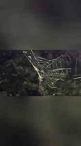 暴雨来临，小蜘蛛一点点收起自己的网