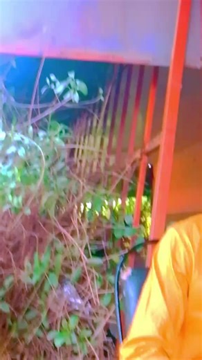 Vidéos de El féroce🇺🇲🇺🇸🇺🇸 (@el.feroce) avec son original - El féroce🇺🇲🇺🇸🇺🇸