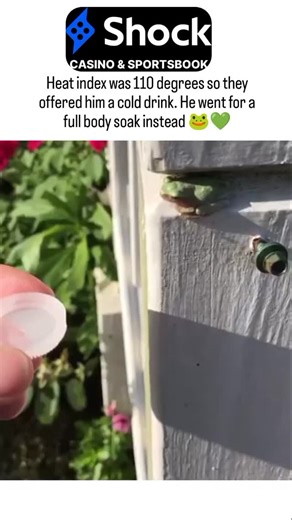 netflix.decode on Instagram: "- The video depicts a small frog, likely an American green tree frog (Dryophytes cinereus), being offered a cold, wet bottle cap during a heatwave with a heat index of 110 degrees Fahrenheit. This act of providing hydration is crucial because frogs absorb water through their permeable skin, which also allows them to breathe, making them highly susceptible to dehydration in extreme heat. - The frog's decision to soak its entire body in the cap rather than drink from 
