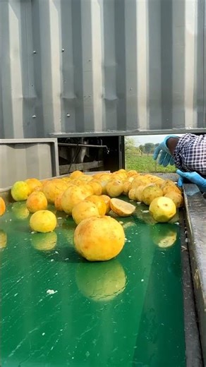 Sorting Conveyor | Innofarms Aseptic Processing Plant