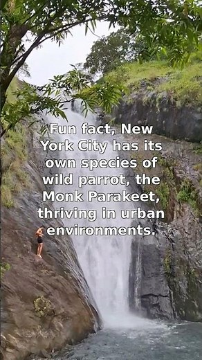 NYC's Wild Monk Parakeets: Urban Aviators