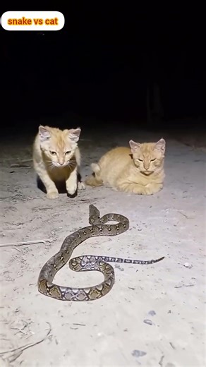 “Two Cats Face a Giant Python — A Dangerous Moment!” #snakevideo #natureeducation