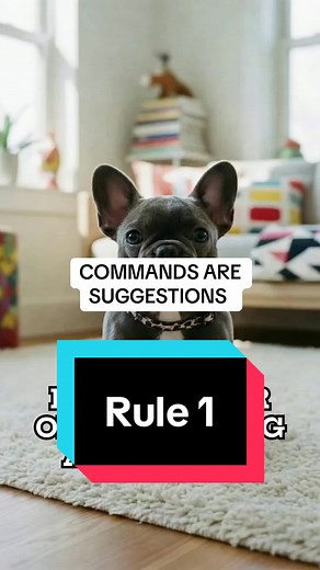 COMMANDS ARE SUGGESTIONS French bulldog behavior Frenchie behavior explained French bulldog personality Frenchie personality traits French bulldog temperament #Frenchie #FrenchBulldog #FrenchieLife #DogTok #FunnyDogs
