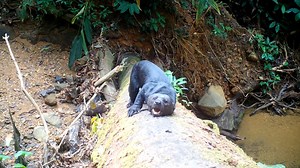 310K views · 3.5K reactions | ¡Más tolomucos en un tronco! Finca Bella Vida Costa Rica More tayras on a log! Finca Bella Vida Costa Rica | Guanacaste Wildlife Monitoring | Facebook