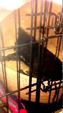 Epilepsy: Female Chihuahua generalized seizures