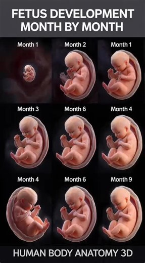 Understanding Twin Pregnancy: Development in the Womb