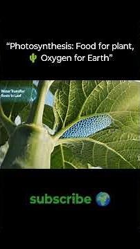 🌿☀️ How Leaves Make Food & Oxygen | Photosynthesis Explained in 8 Seconds 🔬💚 | Science Knowledge